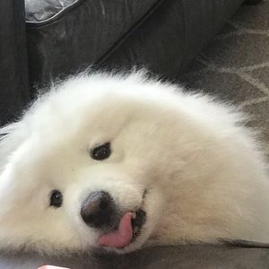 Meet your Posher, Grace